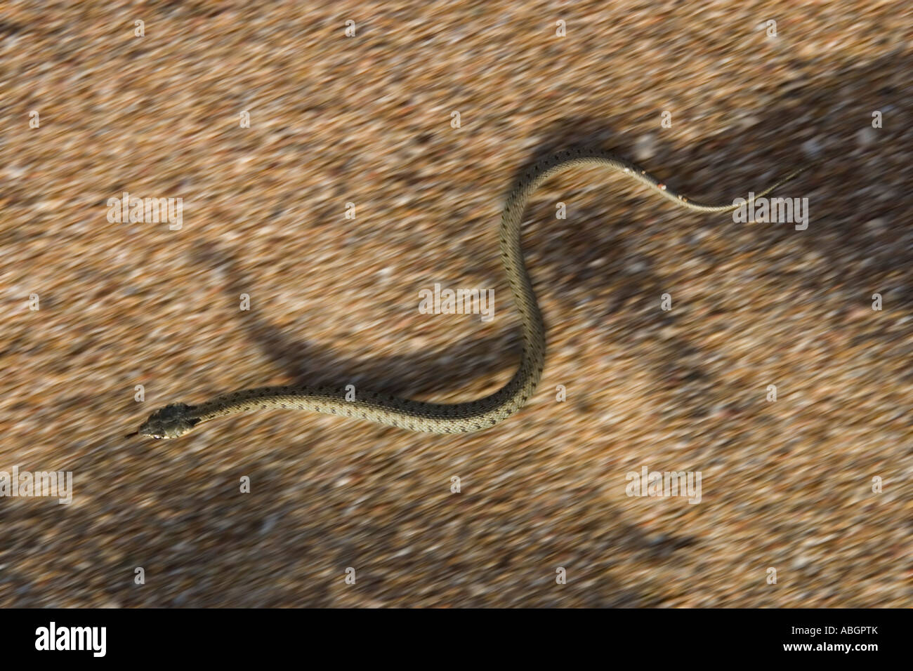 I giovani di inanellare Snake in movimento sulla sabbia, Natrix natrix, Grecia Foto Stock