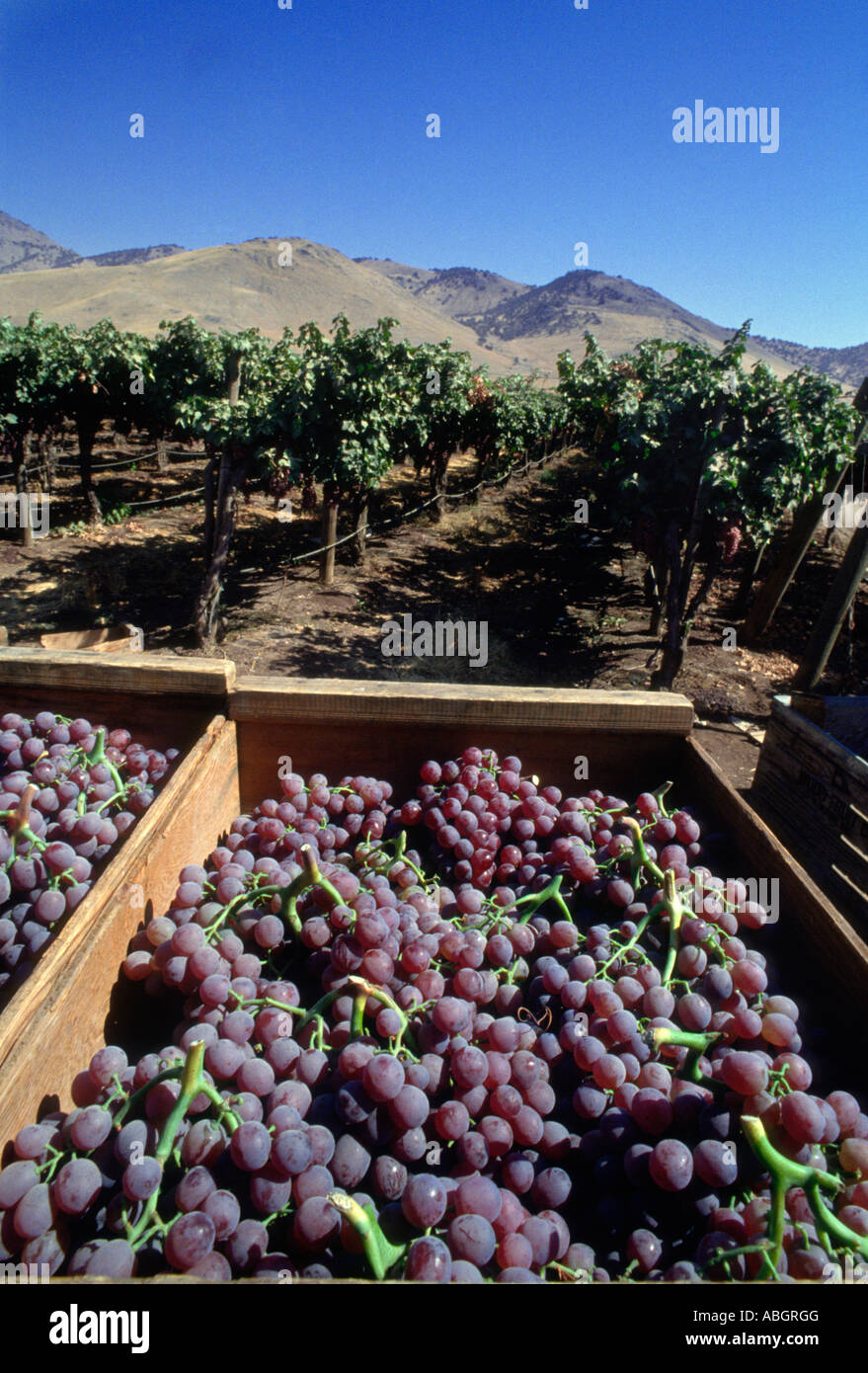 Fresche raccolte rosso rubino uve in California. Foto Stock
