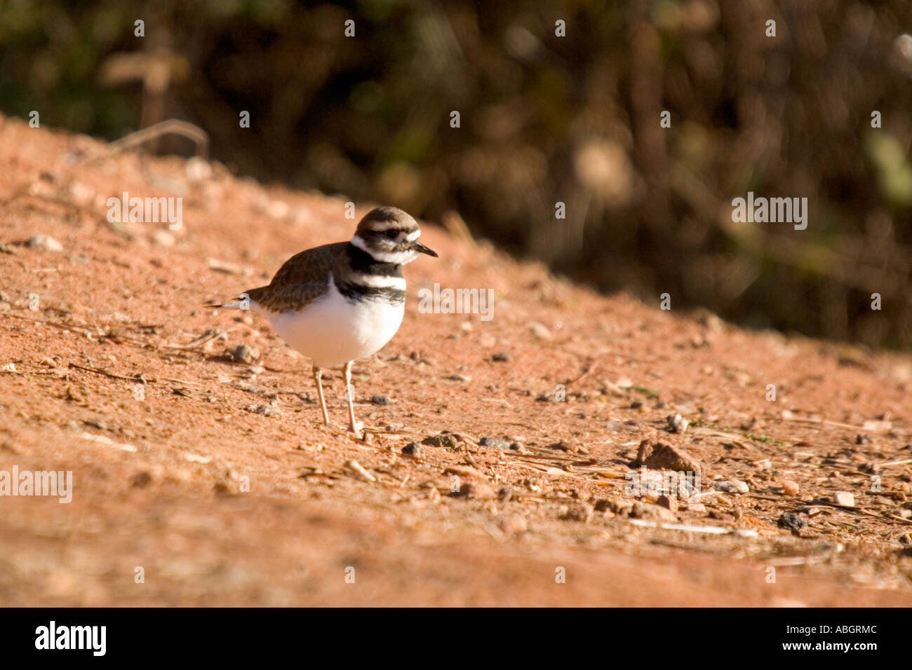 Foto di stock di un killdeer al mattino Foto Stock