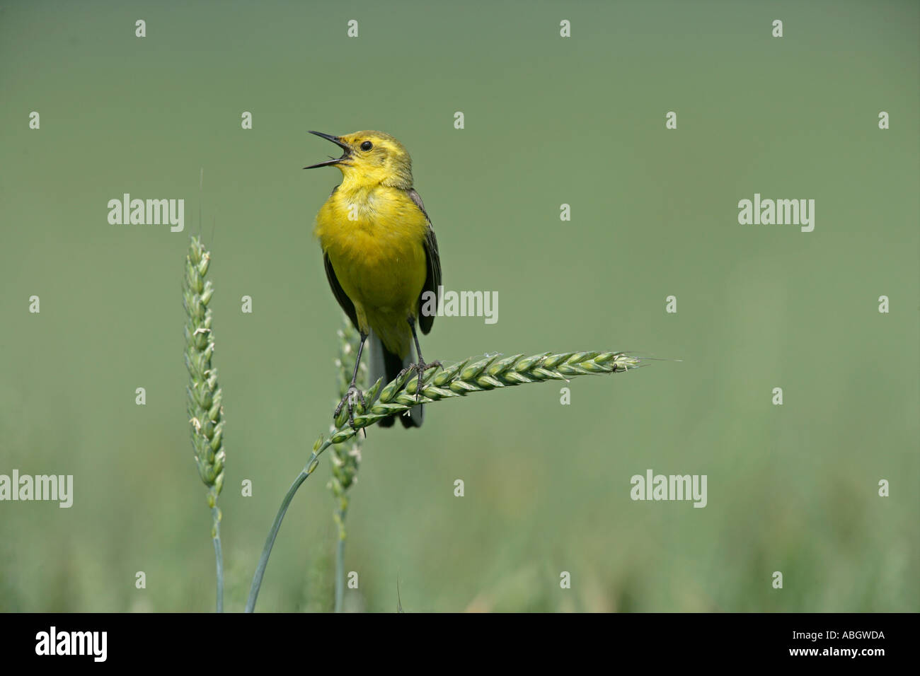 WAGTAIL GIALLO Motacilla flava Foto Stock