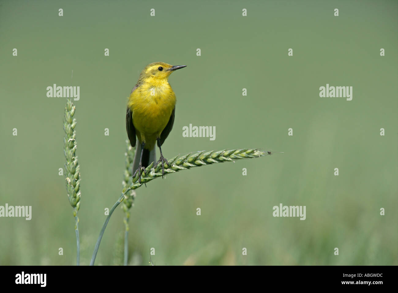 WAGTAIL GIALLO Motacilla flava Foto Stock