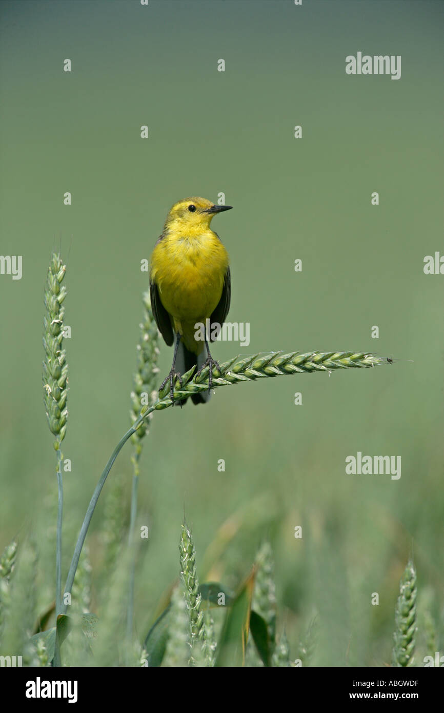 WAGTAIL GIALLO Motacilla flava Foto Stock