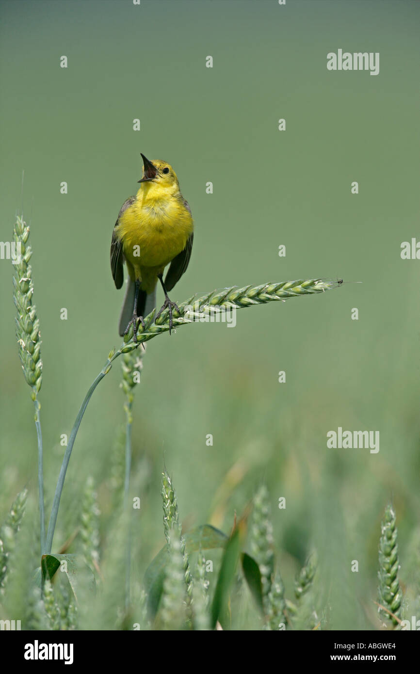 WAGTAIL GIALLO Motacilla flava Foto Stock