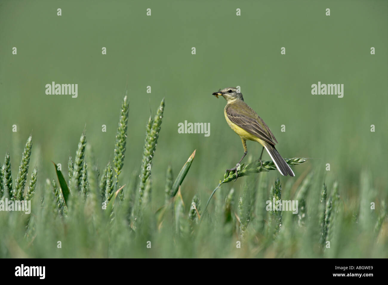WAGTAIL GIALLO Motacilla flava Foto Stock