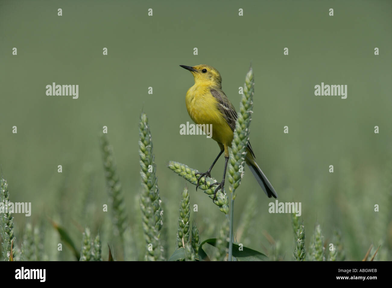 WAGTAIL GIALLO Motacilla flava Foto Stock