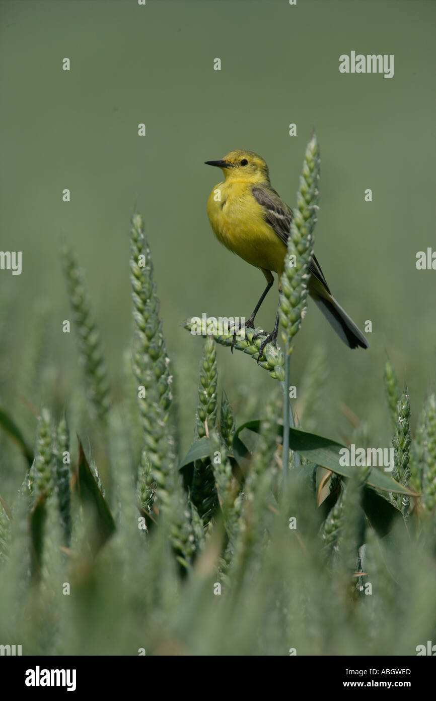 WAGTAIL GIALLO Motacilla flava Foto Stock