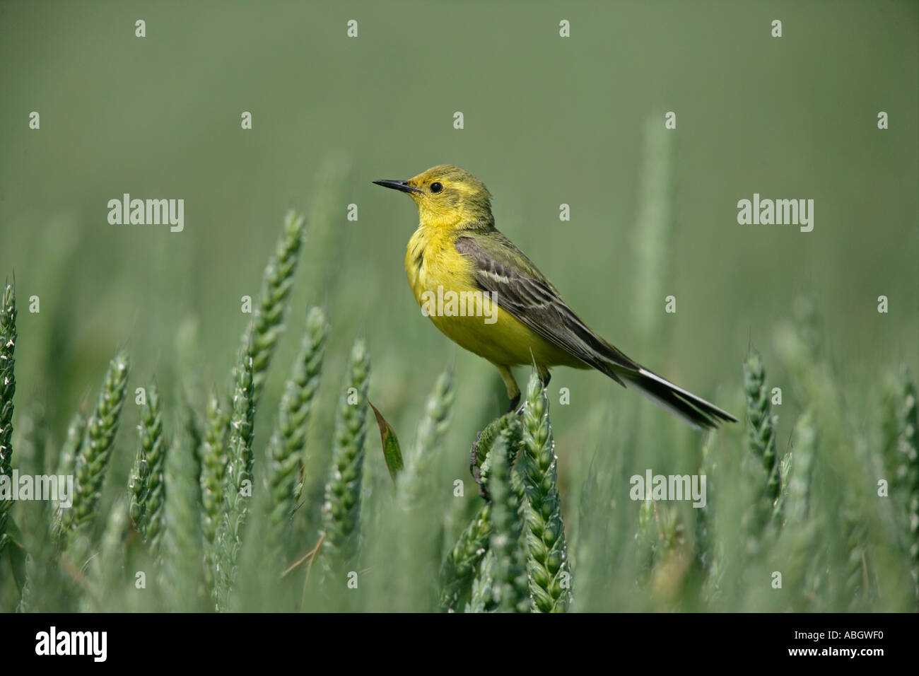 WAGTAIL GIALLO Motacilla flava Foto Stock