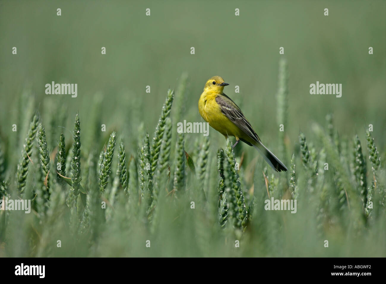 WAGTAIL GIALLO Motacilla flava Foto Stock