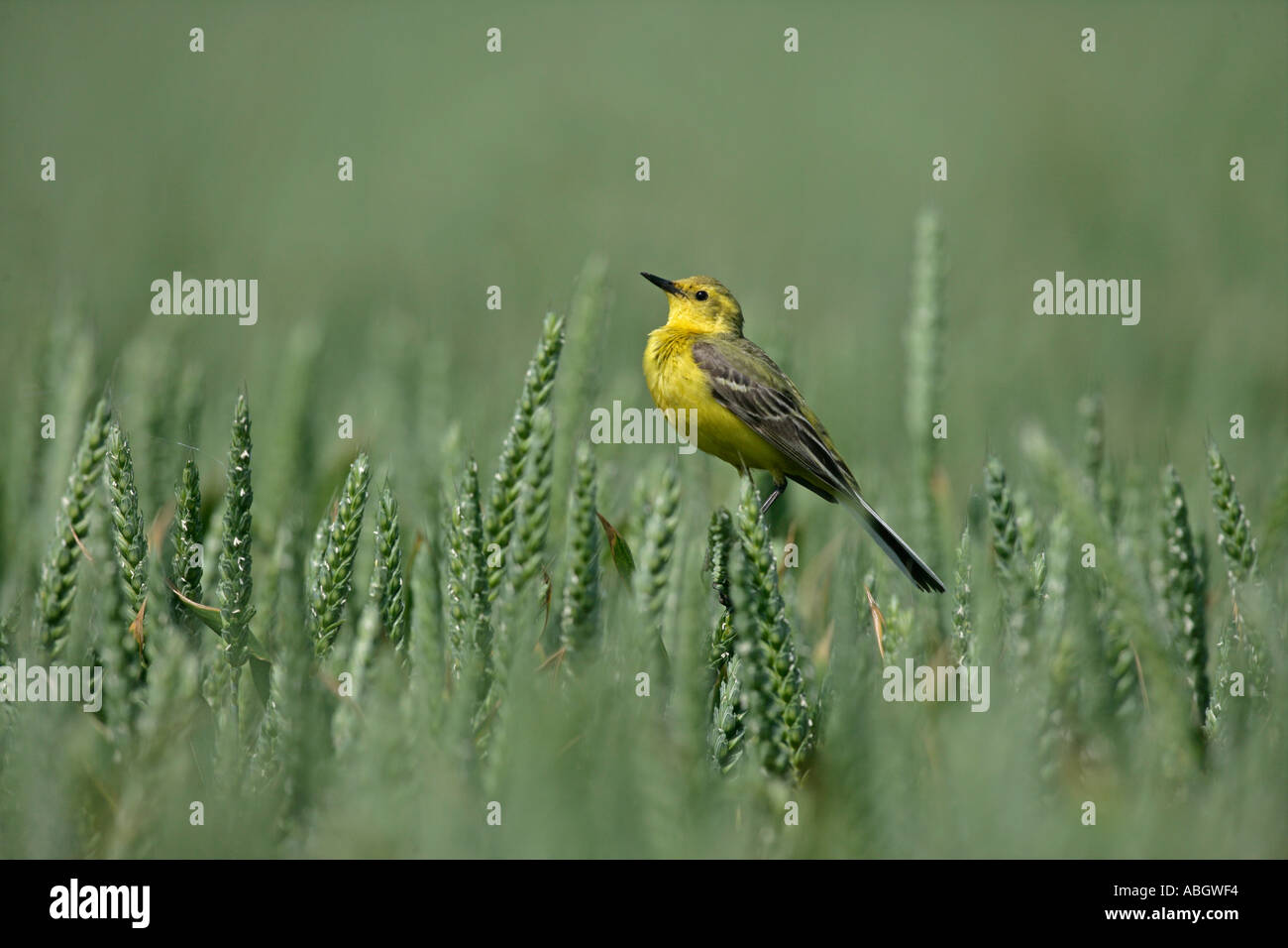 WAGTAIL GIALLO Motacilla flava Foto Stock
