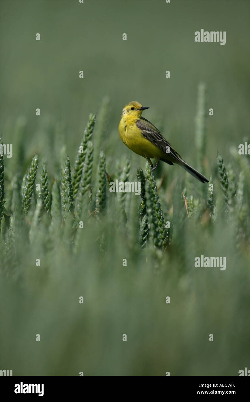 WAGTAIL GIALLO Motacilla flava Foto Stock