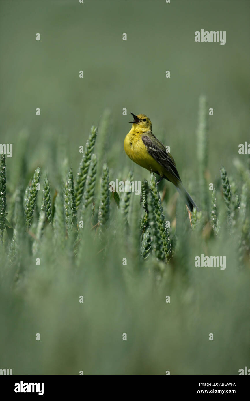 WAGTAIL GIALLO Motacilla flava Foto Stock