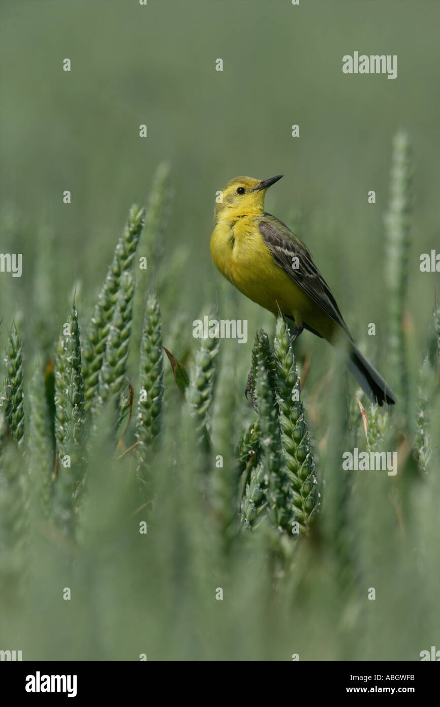 WAGTAIL GIALLO Motacilla flava Foto Stock