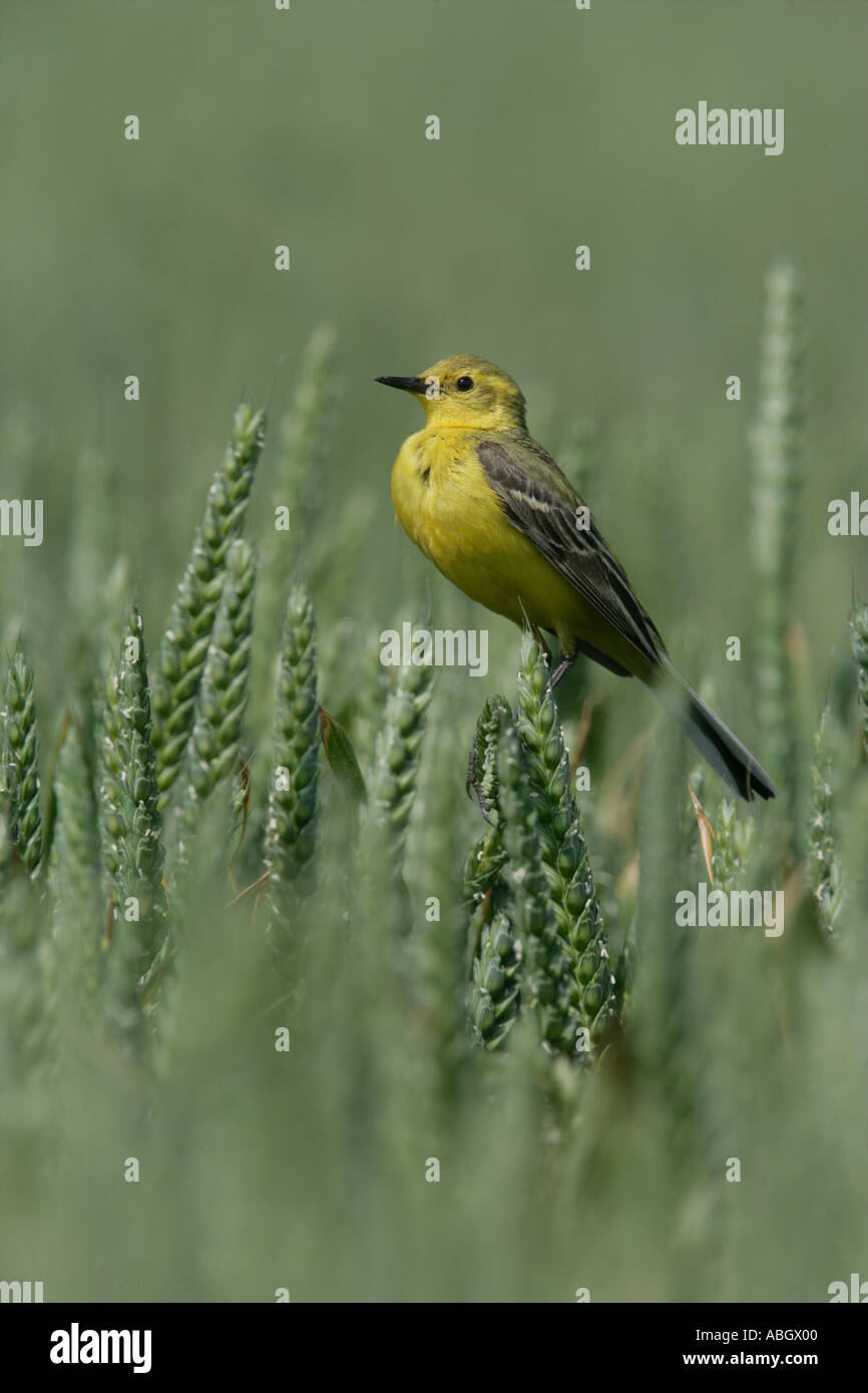 WAGTAIL GIALLO Motacilla flava Foto Stock