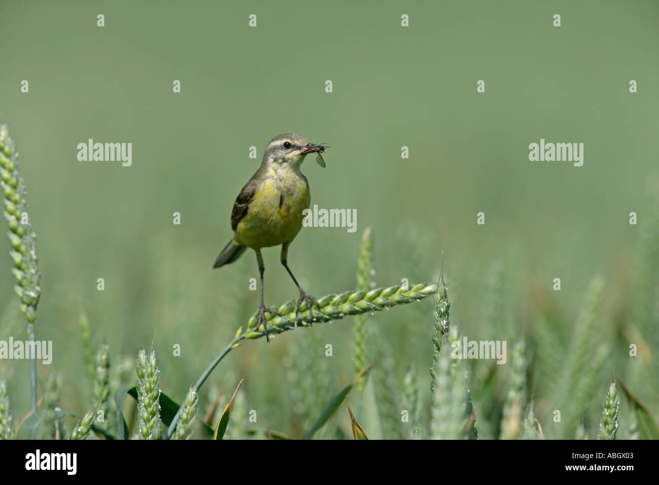 WAGTAIL GIALLO Motacilla flava Foto Stock