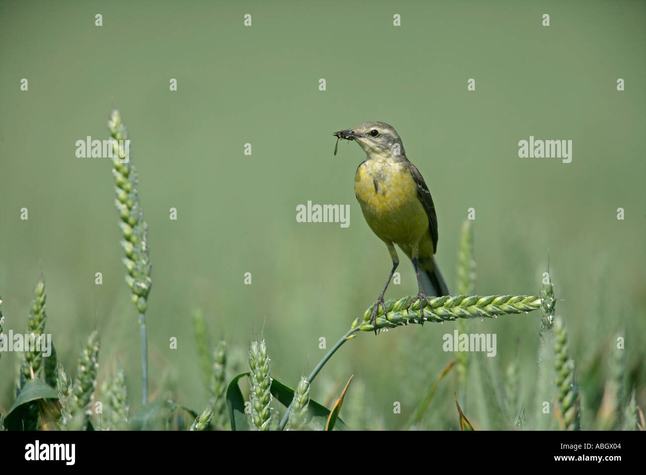 WAGTAIL GIALLO Motacilla flava Foto Stock
