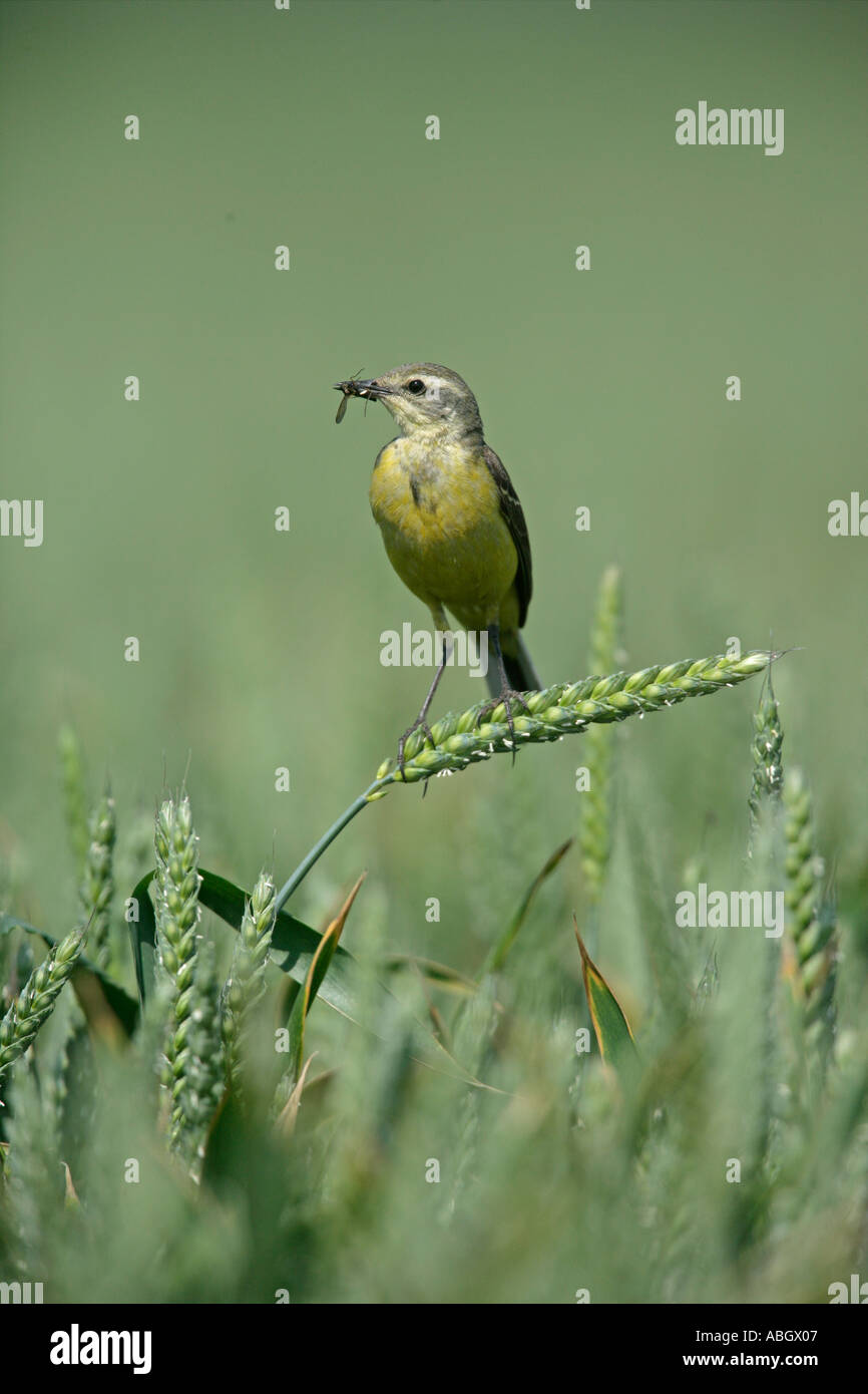 WAGTAIL GIALLO Motacilla flava Foto Stock