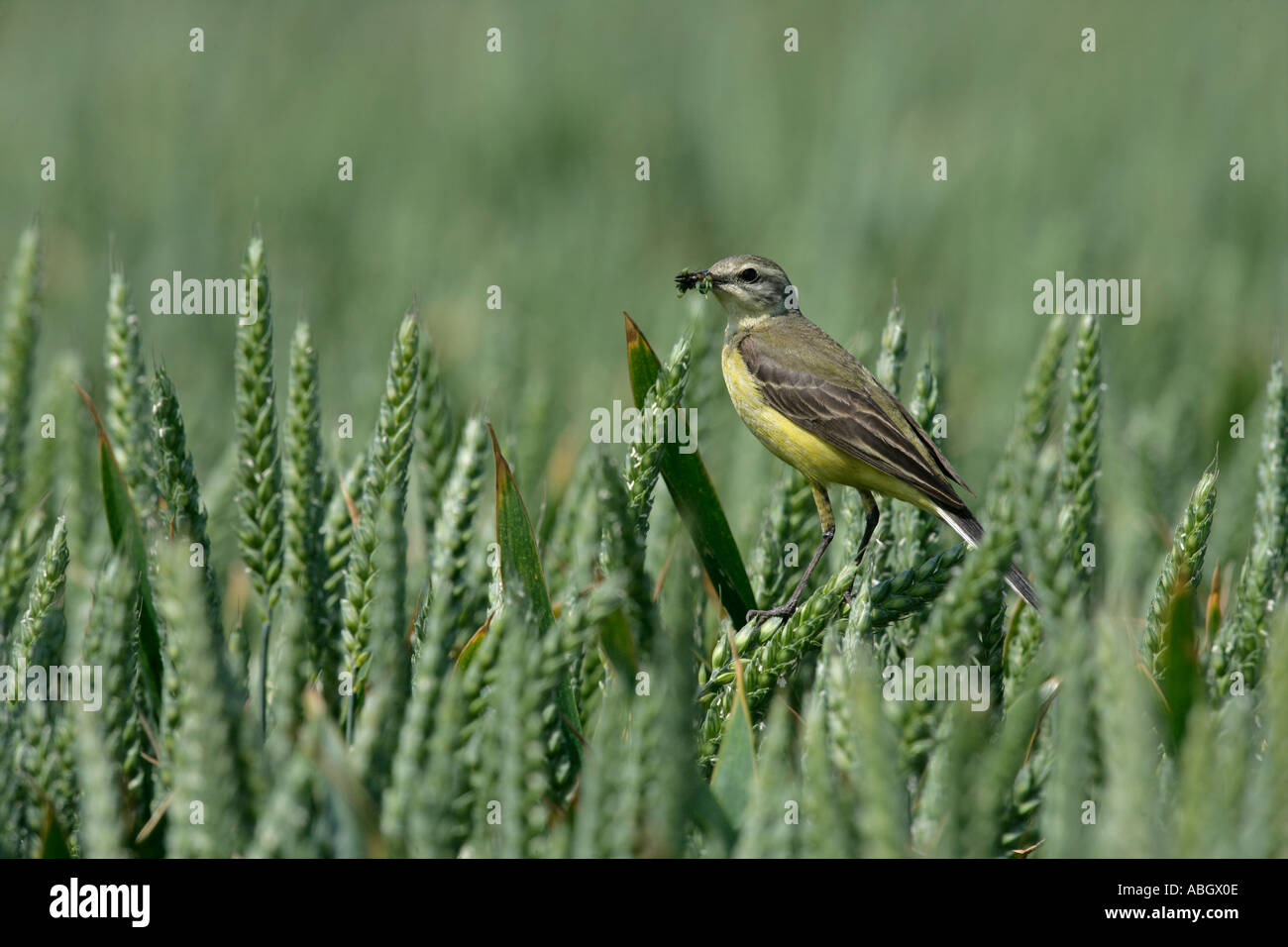 WAGTAIL GIALLO Motacilla flava Foto Stock