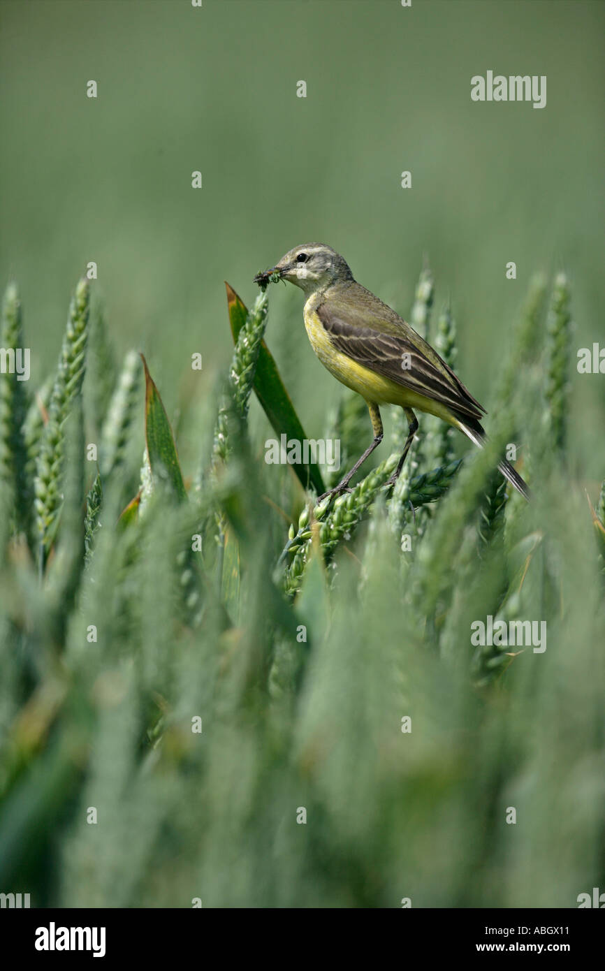 WAGTAIL GIALLO Motacilla flava Foto Stock