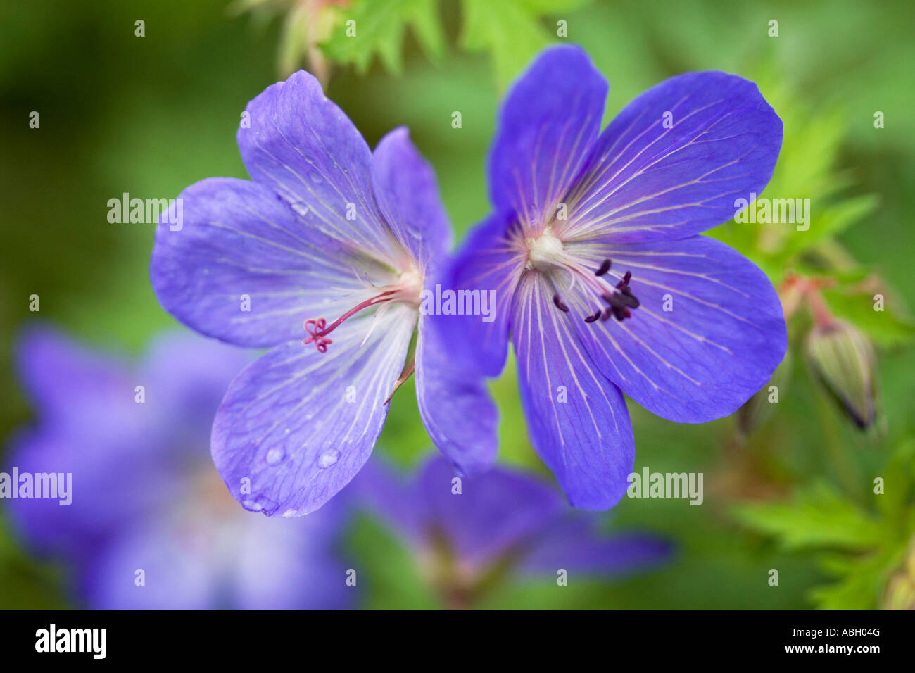 Geranio gru Bill Johnsons Blue Close up Foto Stock