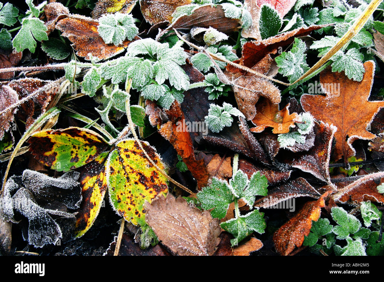 Foglie smerigliata sul terreno in inverno Foto Stock