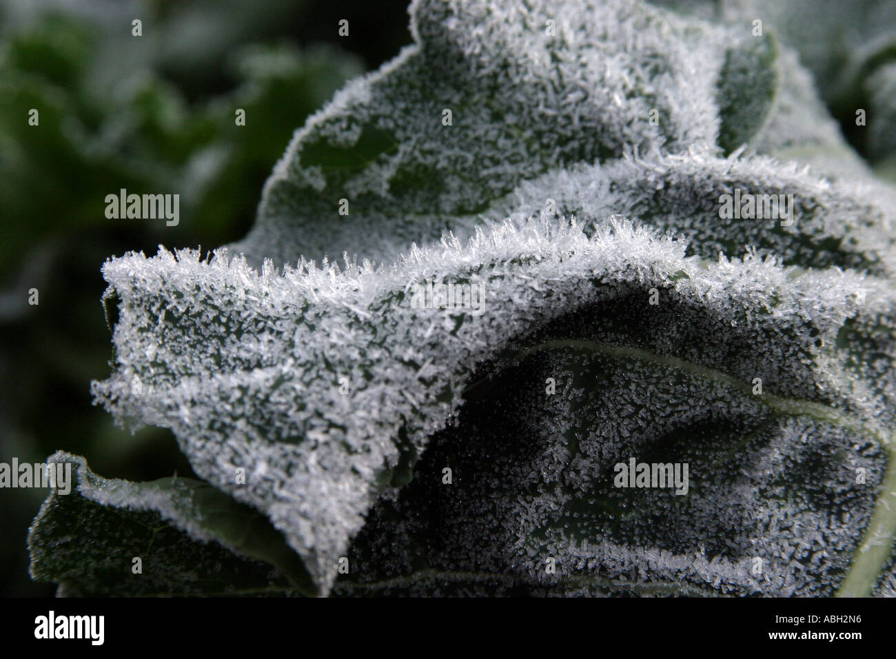 Foglie smerigliata sul terreno in inverno Foto Stock