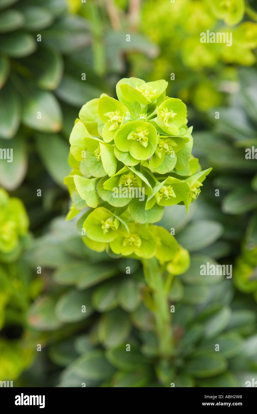 Pianta di Euphorbia Foto Stock