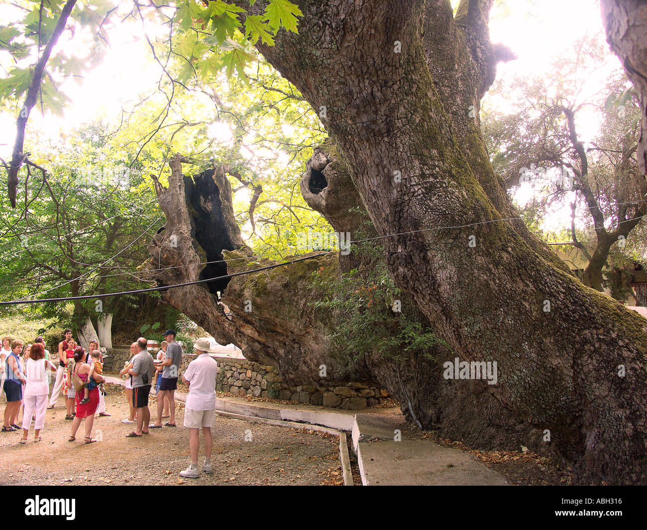 Antichi giganti albero piano Creta Foto Stock