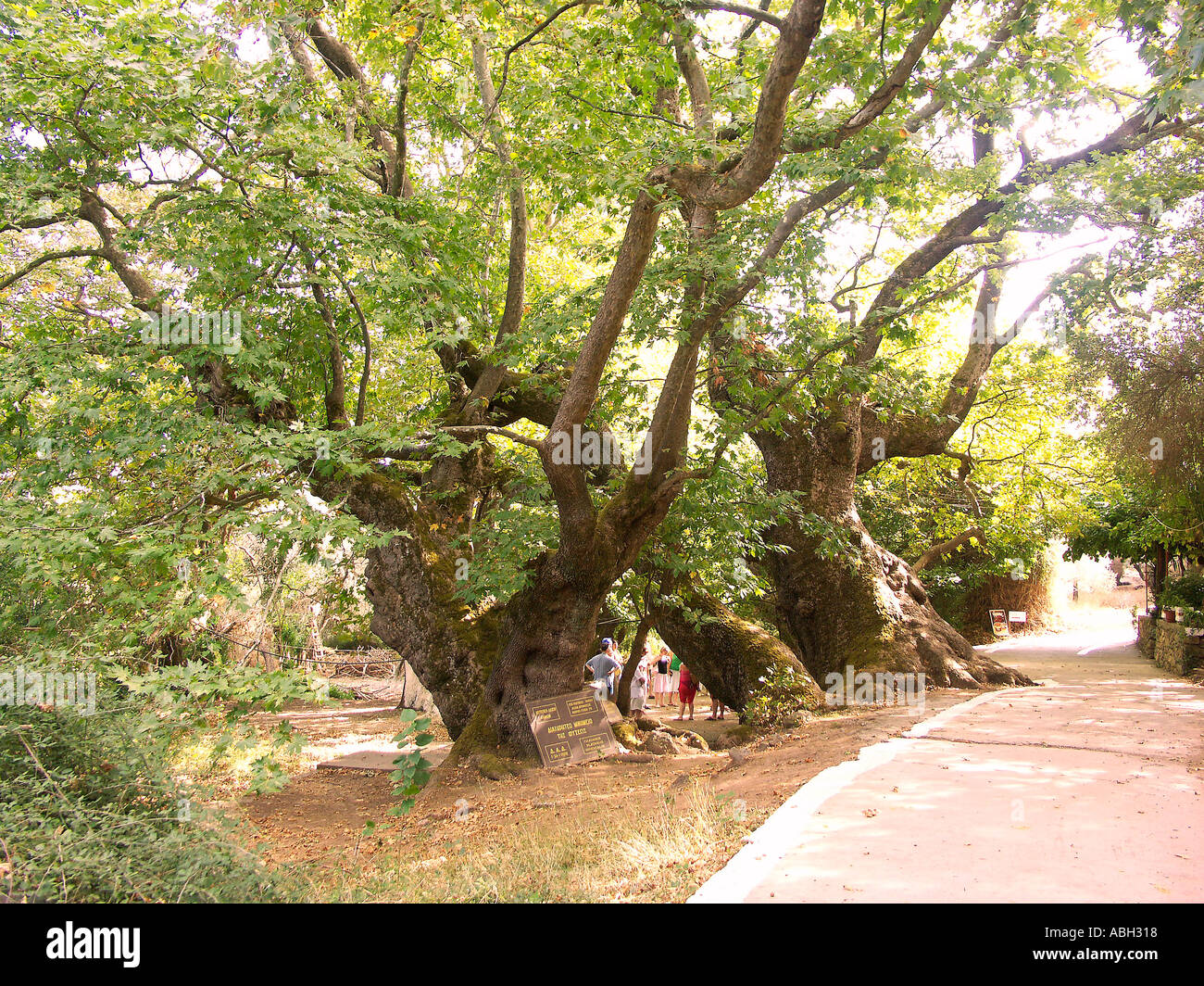 Antichi giganti albero piano Creta Foto Stock