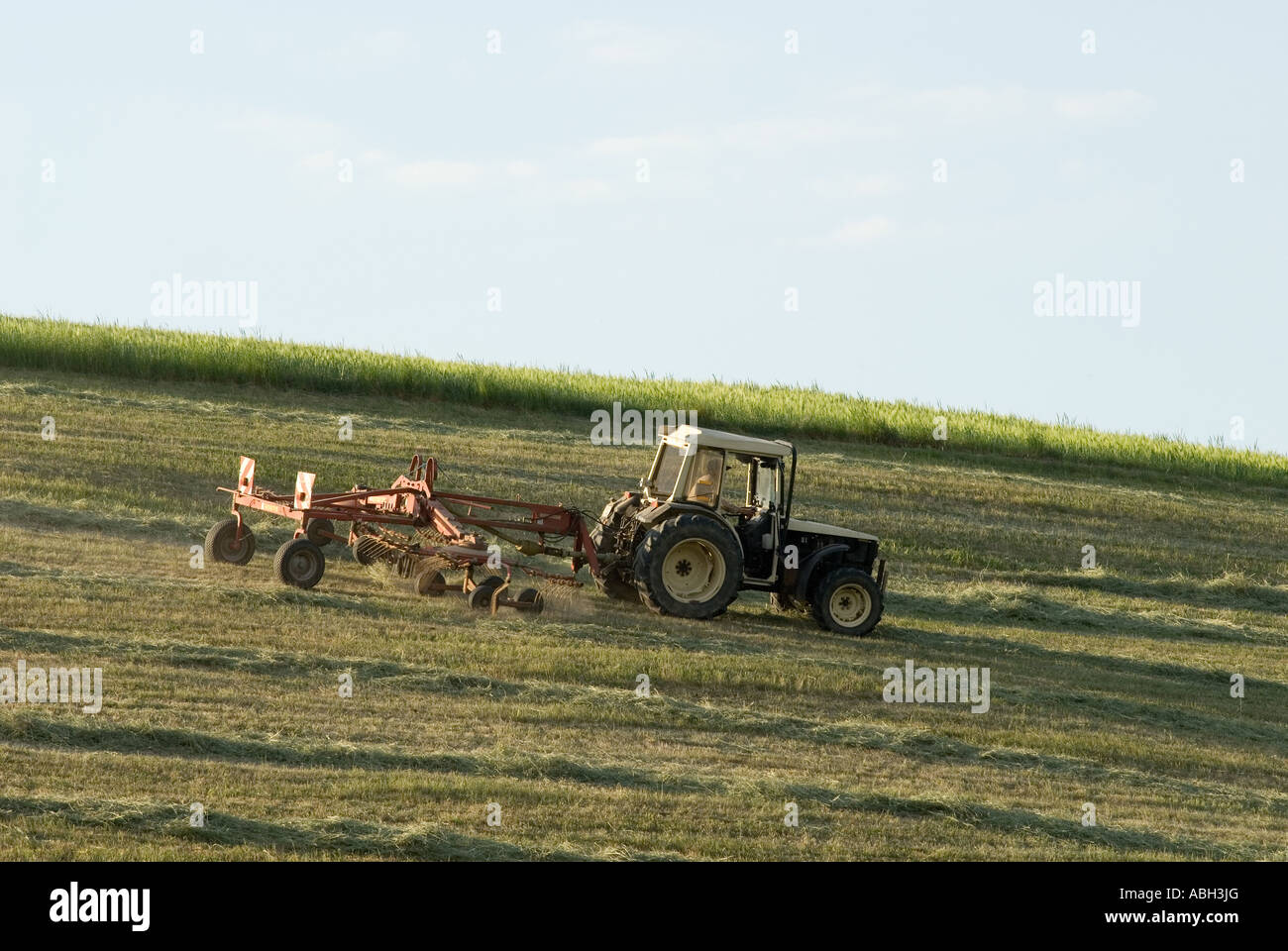 Girare il fieno con il trattore sul campo estivo Foto Stock