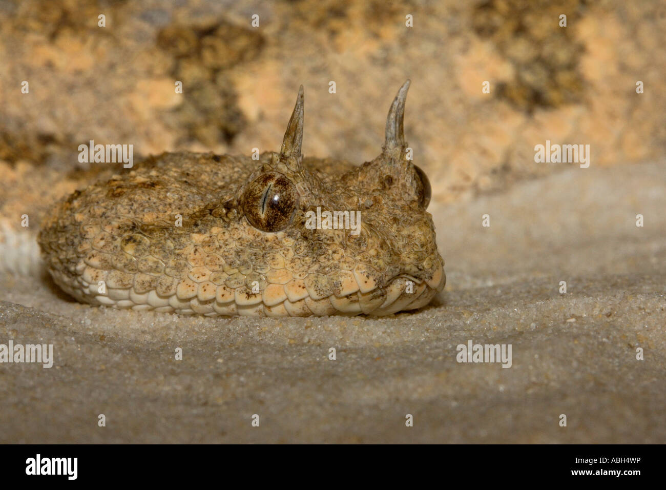 Deserto vipera cornuta occhio vista di livello Foto Stock