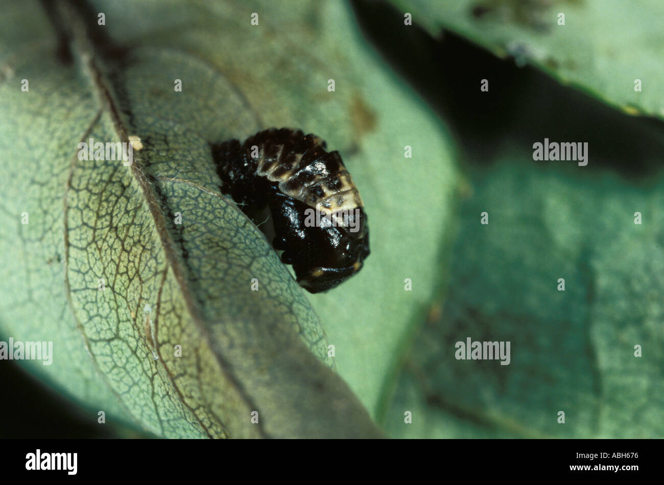 2 Spot Ladybird pupe sulla lamina Foto Stock