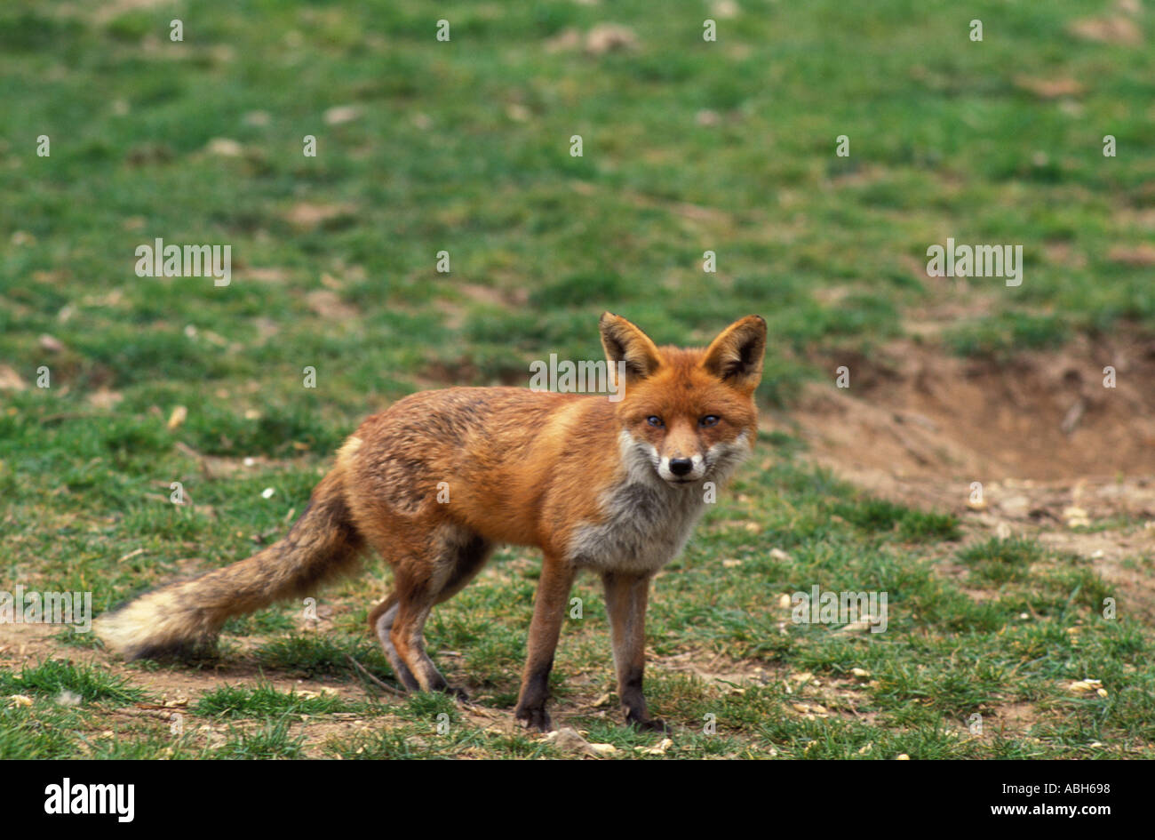 La volpe rossa sull'erba orlo cercando startled Foto Stock