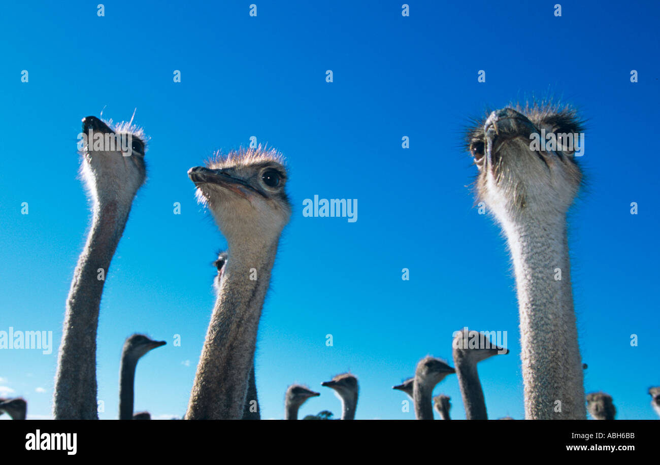 Struzzo Struthio camelus Fattoria in Sud Africa Foto Stock