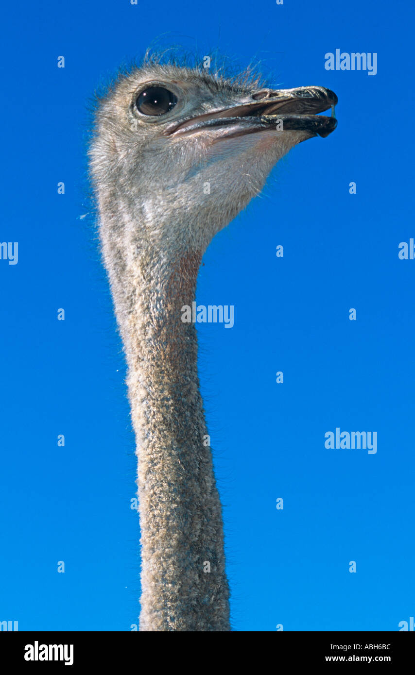Struzzo Struthio camelus Fattoria in Sud Africa Foto Stock
