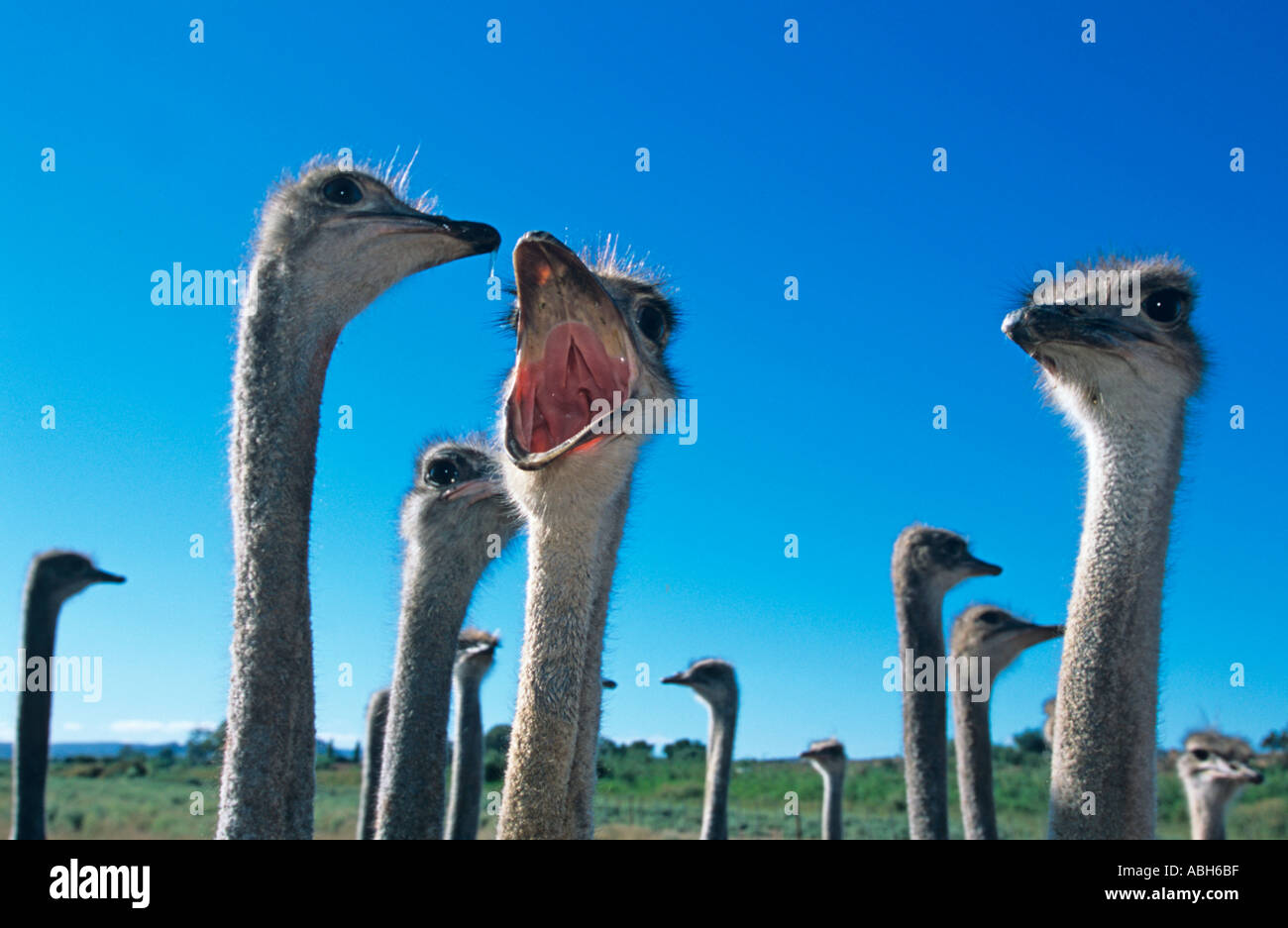 Struzzo Struthio camelus Fattoria in Sud Africa Foto Stock