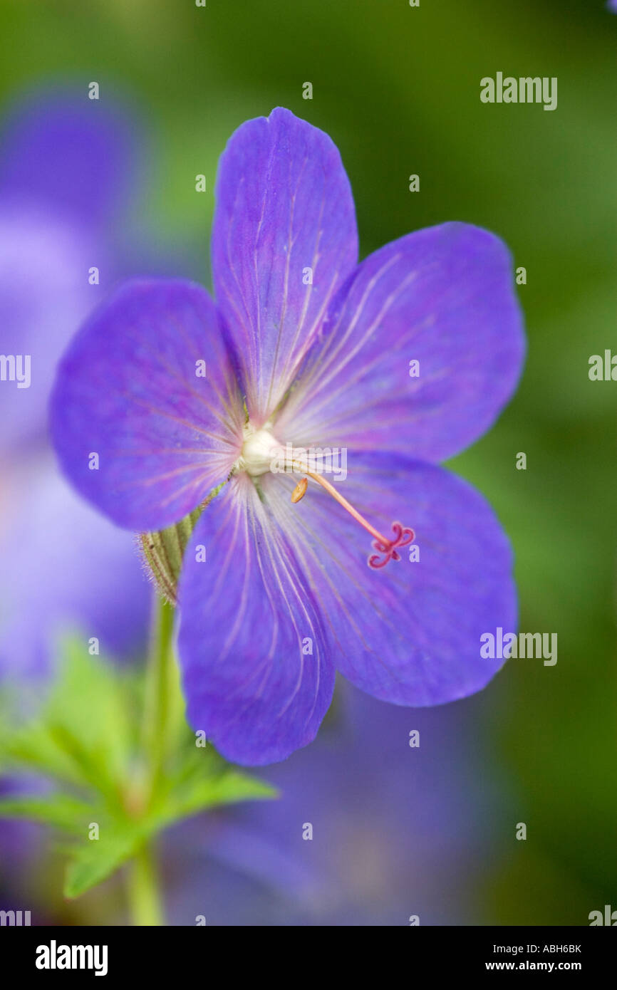 Geranio gru Bill Johnsons Blue Close up Foto Stock