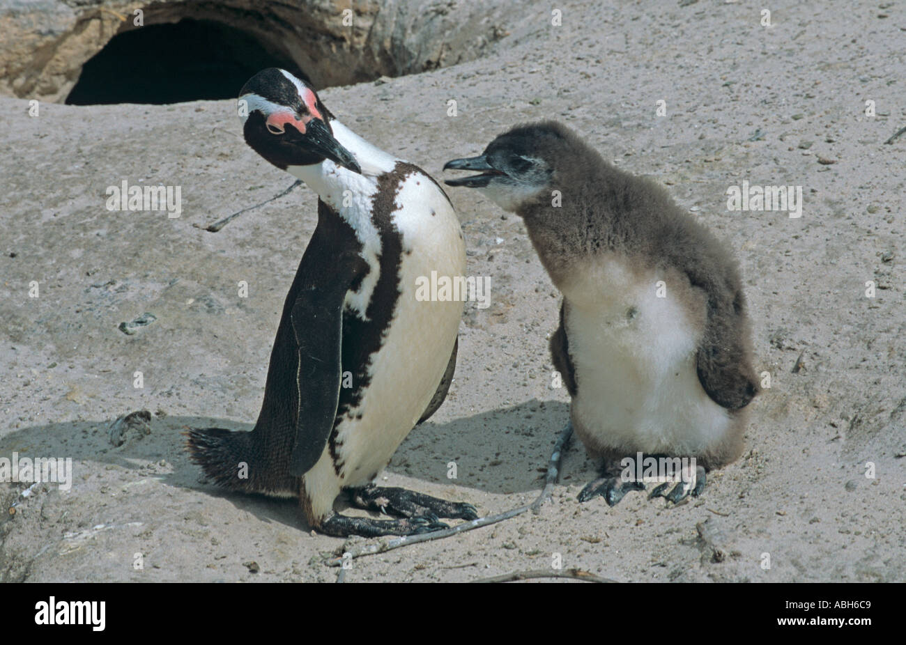 Jackass Penguins Spheniscus demersus a Boulder Beach Simons Town South Africa Foto Stock