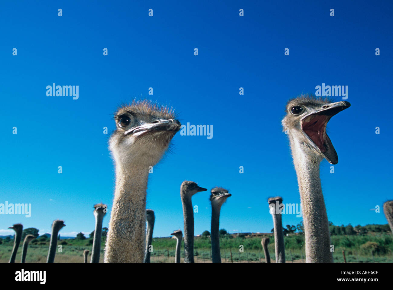 Struzzo Struthio camelus Fattoria in Sud Africa Foto Stock