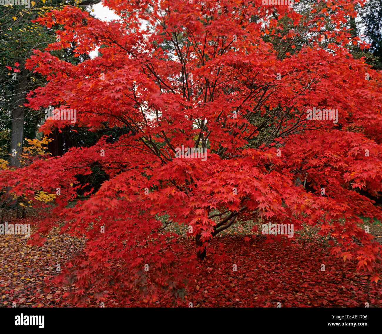 Maples in foglie autunnali a Westonbirt Arboretum Gloucestershire Foto Stock