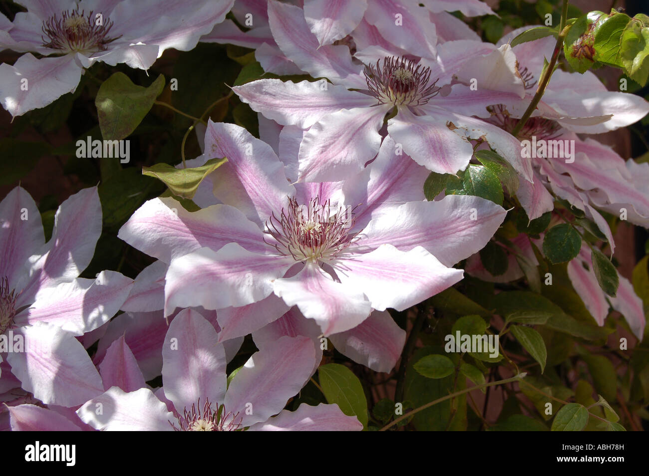 Clematis Nelly Moser Foto Stock