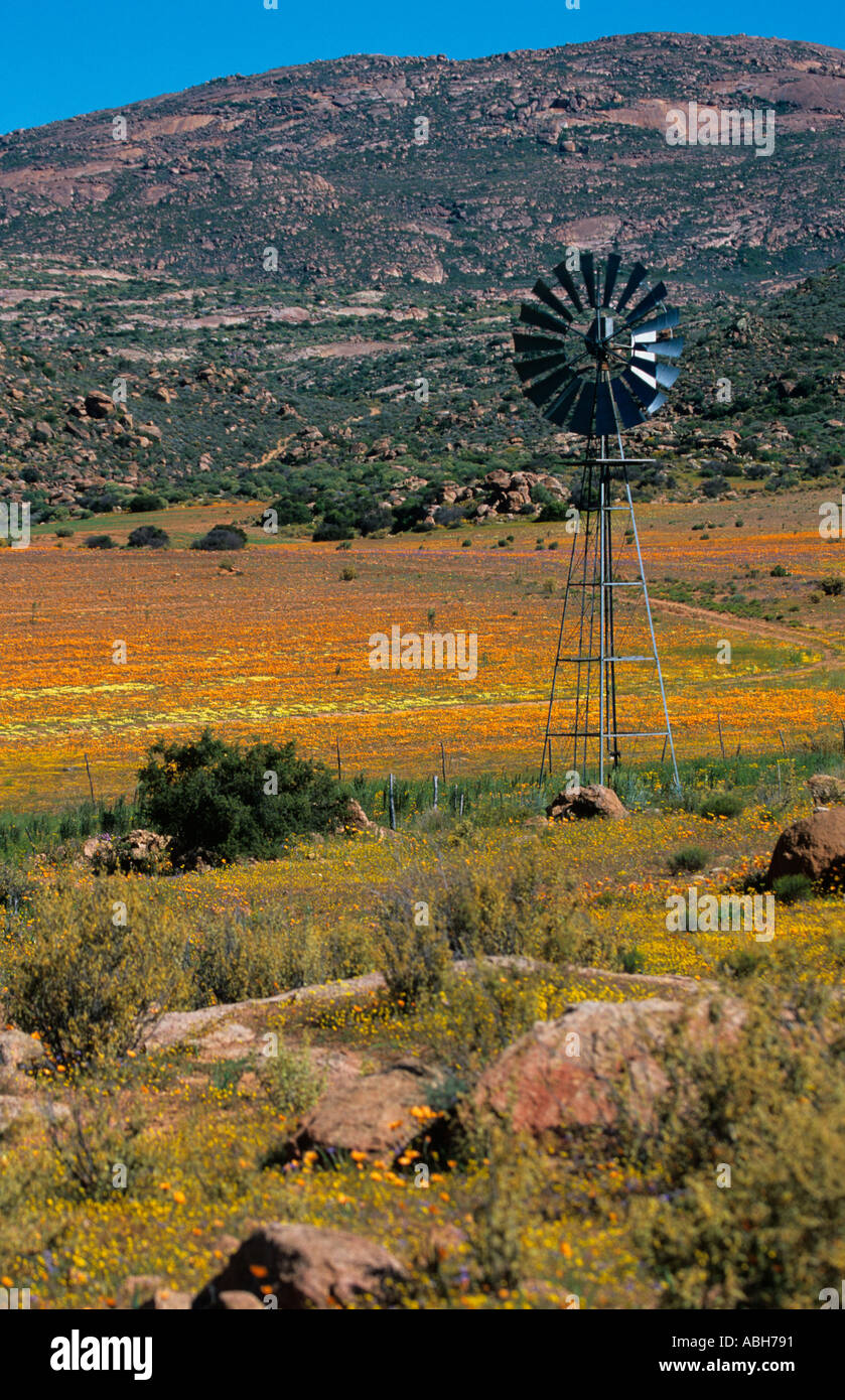 Fiori di Primavera Namaqualand Sud Africa Agosto Foto Stock