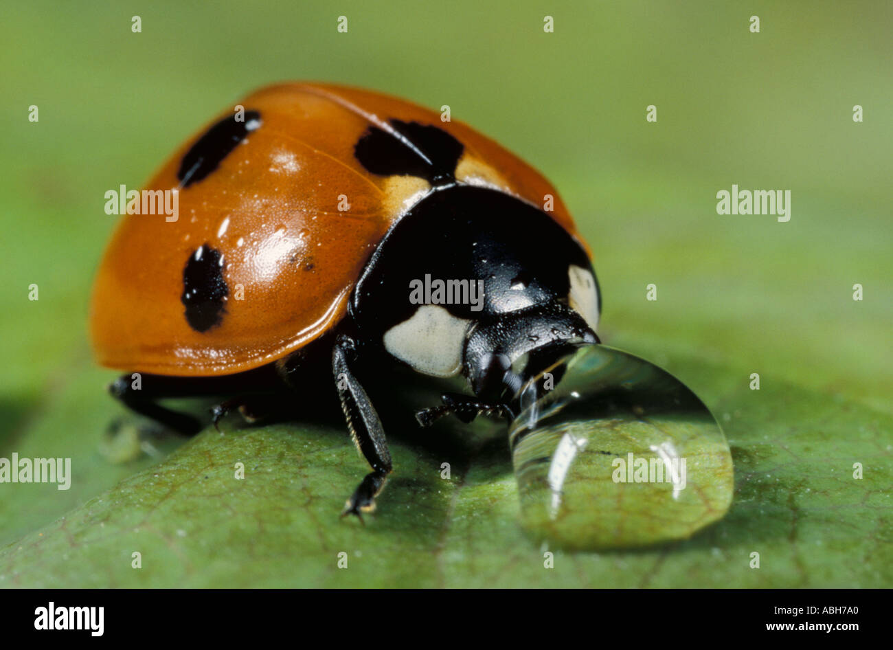 7 Spot Ladybird acqua potabile drop Foto Stock
