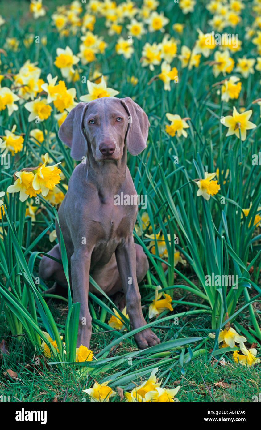 Cani Weimaraner in narcisi Foto Stock