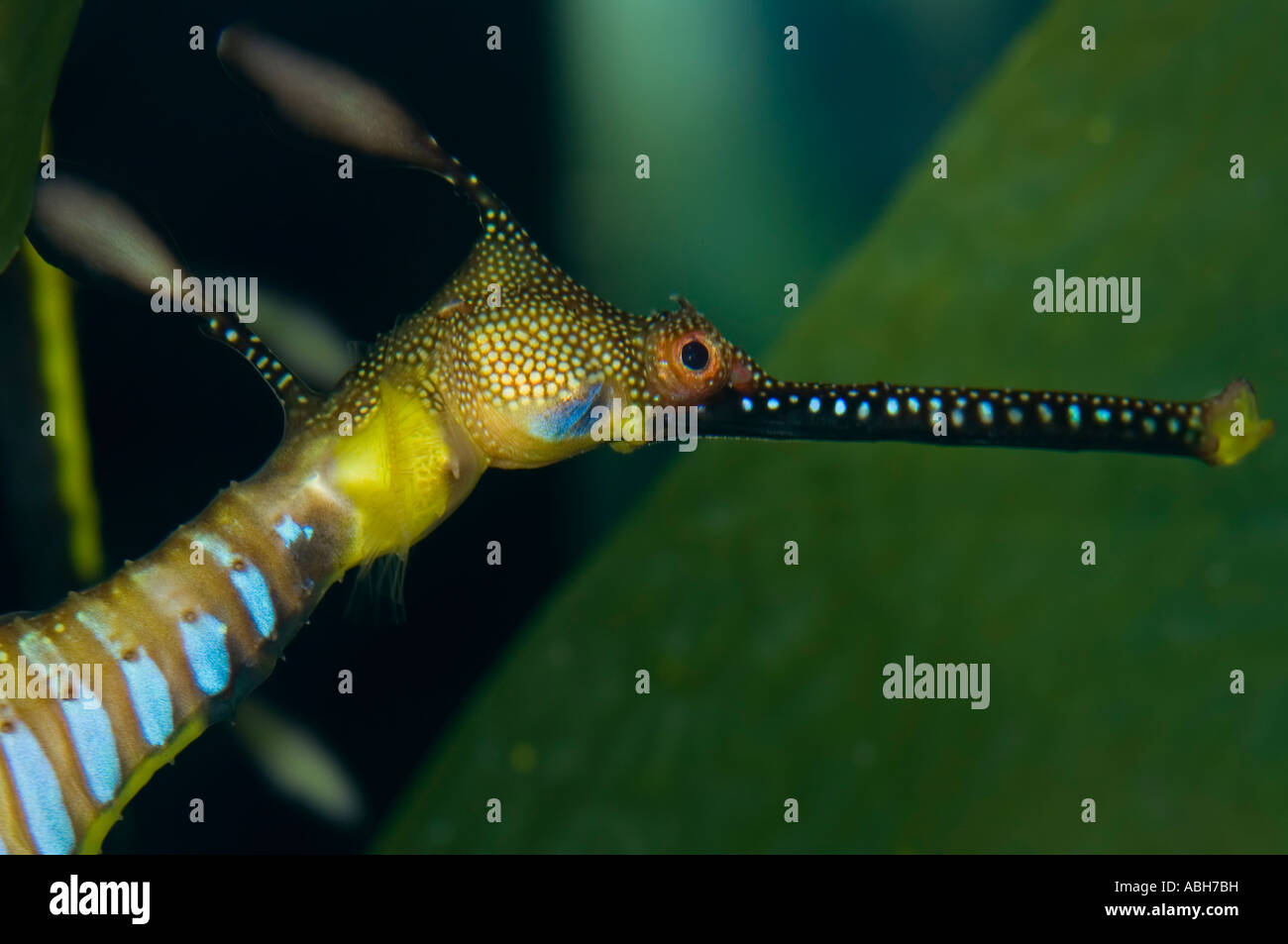 Primo piano di una weedy sea dragon Phyllopteryx taeniolatus Foto Stock