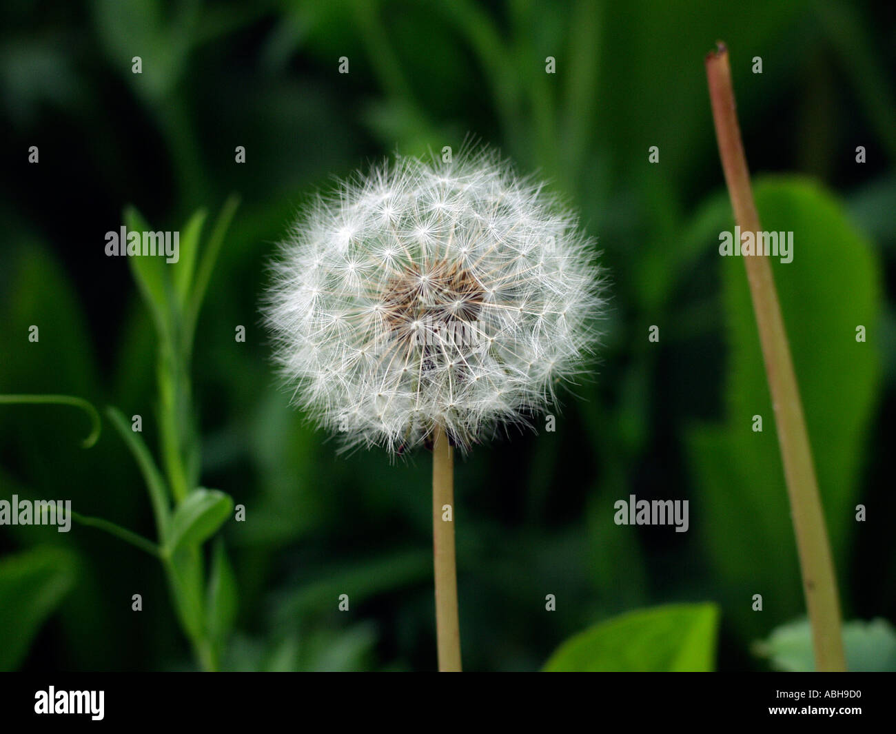 Tarassaco seedhead orologio contro sfondo verde scuro delle foglie Foto Stock