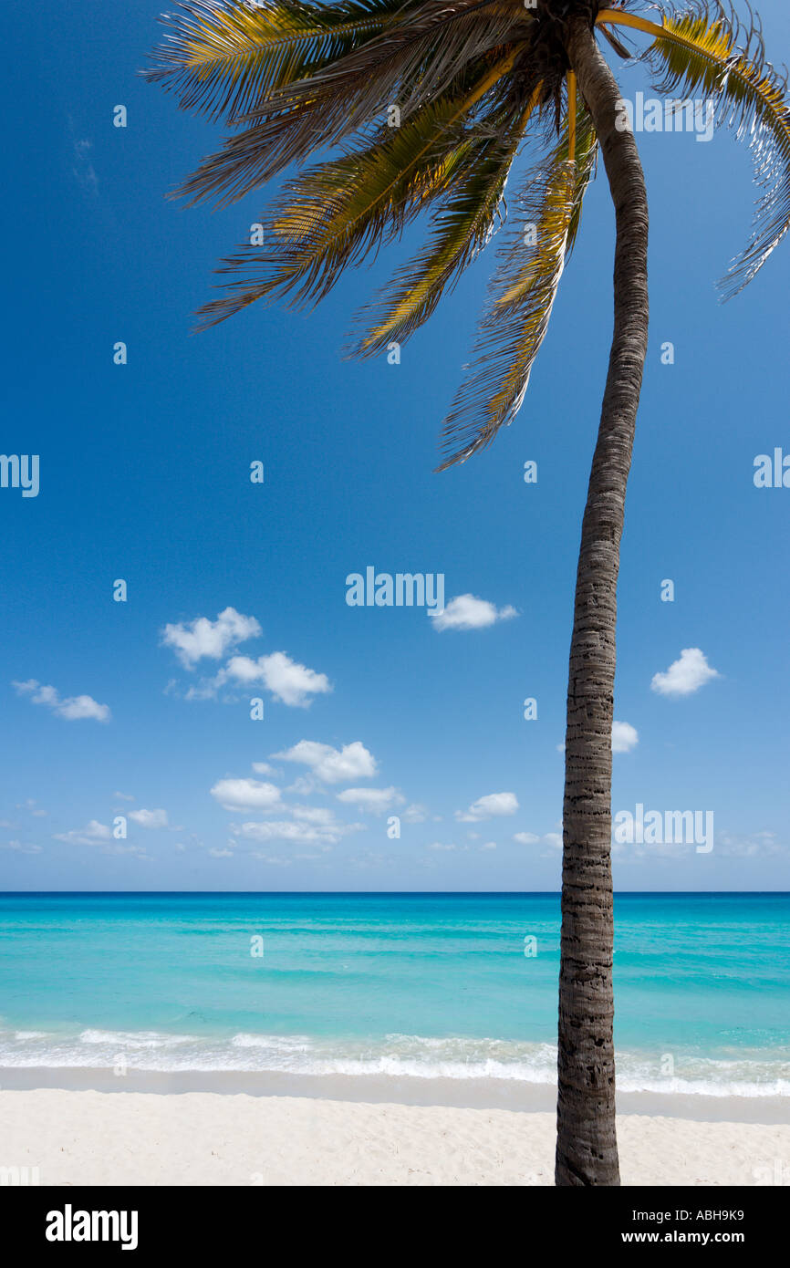 Lone Palm Tree sulla spiaggia, Varadero, Cuba, Caraibi Foto Stock