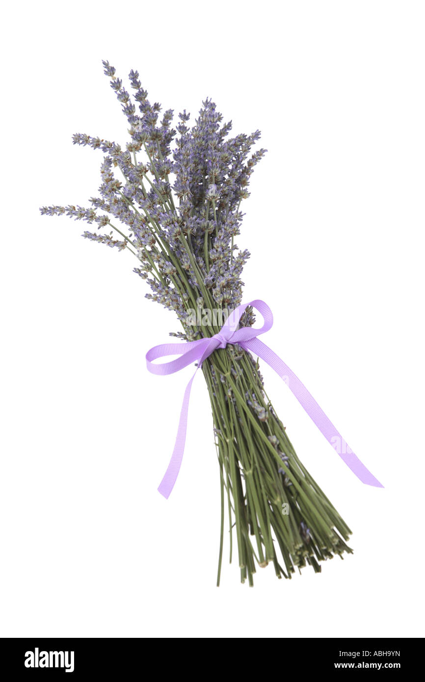 Lavanda fresco mazzetto ritagliata su sfondo bianco Foto Stock