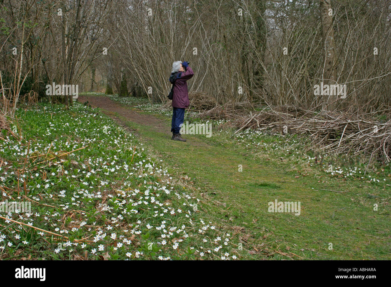 La donna da sola il birdwatching nei boschi, Dorset, Regno Unito. Europa Foto Stock