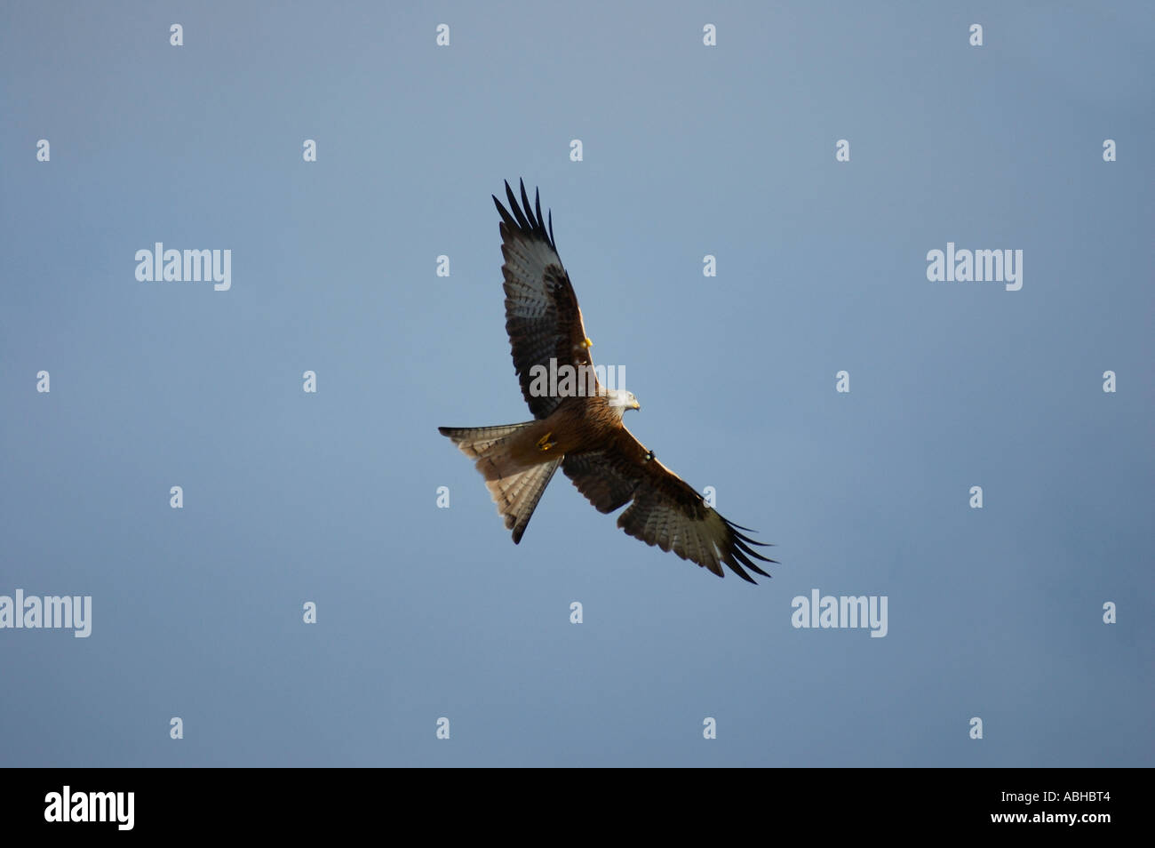 Aquilone rosso contrassegnati con ala giù muta numero 2356 Foto Stock