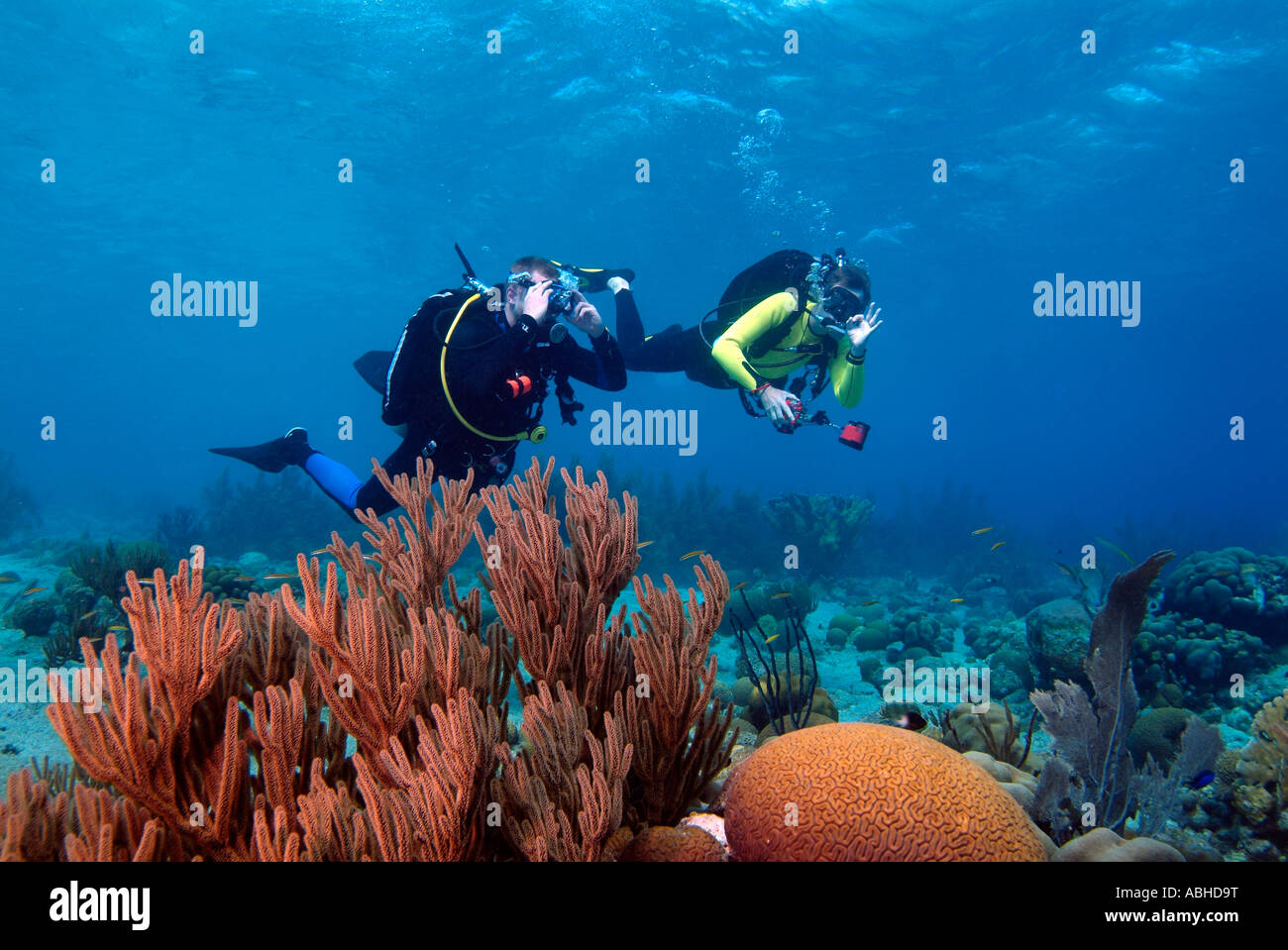 Due sommozzatori nuoto su una scogliera in Bonaire Foto Stock